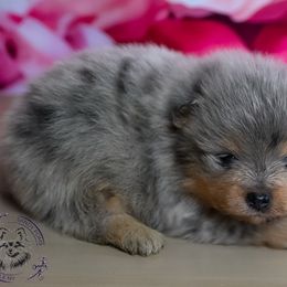 Versace - Blue merle male Pomeranian puppy in Fultonville, New York from Sandy Aussies & Pomeranians