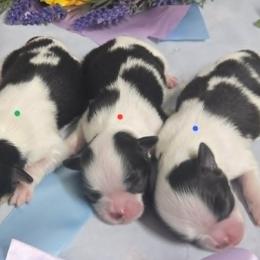 Black Boy (red) - Black and white male Japanese Chin puppy in Tulsa, Oklahoma from Locust Creek Pugs & Japanese Chin's