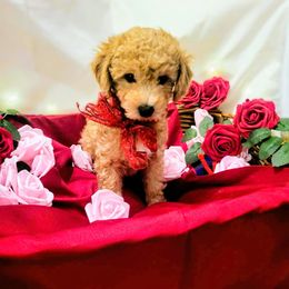 Maltipoo Puppies from Cupcake Cuties
