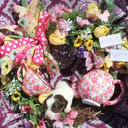 Girl 1 - Liver white and tan female English Springer Spaniel puppy in Bremerton, Washington from Huntin' Buddies