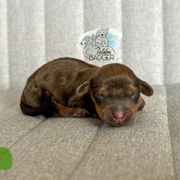 Green Collar - Red male Dachshund puppy in Cheyenne, Wyoming from Golden Badger Kennels