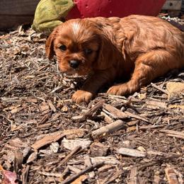 Beatrice - Ruby female Cavalier King Charles Spaniel puppy in California from Tinkerpups