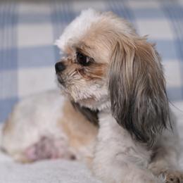 Hanti - Shih Tzu