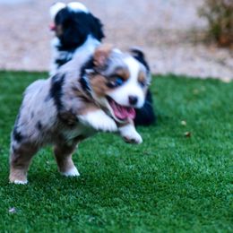 Miniature Australian Shepherd Puppies from Rockin D Mini Aussies
