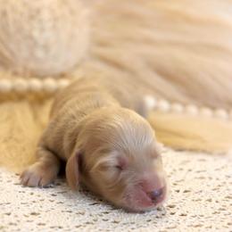 Skye - Cream female Dachshund puppy in Nolensville, Tennessee from Boothe’s Dachshunds