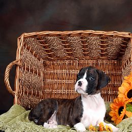 Boxer Puppies from Ripn T Boxers