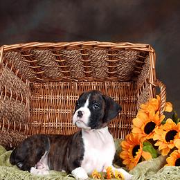 Boxer Puppies from Ripn T Boxers