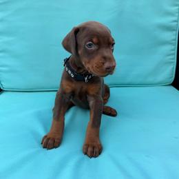 Black female - Red and rust female Doberman Pinscher puppy in Madison, Indiana from Jensen Dobermans and Dachshunds