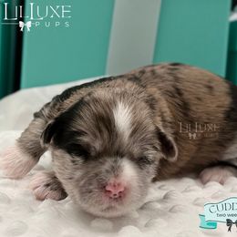 Morkie and Shorkie Puppies from Lil Luxe Pups