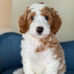Norman - Parti male Goldendoodle puppy in Yuciapa, California from AlltheDoodlez_