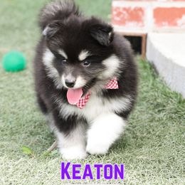 Keaton - Black and white male Pomsky puppy in Humeston, Iowa from M.A.R. Dogs