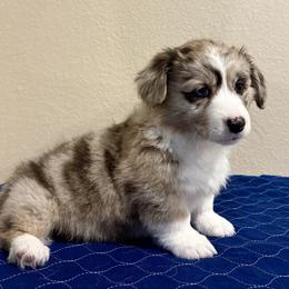 Miracle - Brindle merle and white male American Corgi puppy in Temple, Texas from Silver Moon Cardigan Corgis