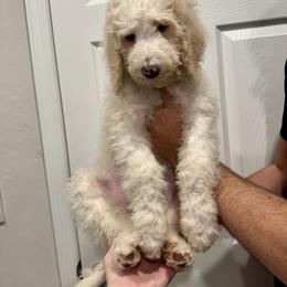 Blue - Cream male Goldendoodle puppy in Cape Coral, Florida from Magnolia Doodles co.