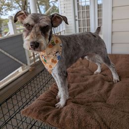 Axl Roze Foster - Liver male Miniature Schnauzer puppy in Huron, Tennessee from Wilma's Paw-Paw Patch