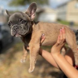 Girl 1 - French Bulldog puppy in Texas from The Most High LLC