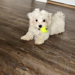 Maltese Puppies from TCBs Glowing Maltese