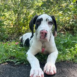 Farrah - Harlequin female Great Dane puppy in Liberty, New York from Catskills Greatest Danes
