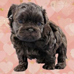 Cocoa - Brown female Shihpoo puppy in Coshocton, Ohio from Forever Family Puppies