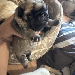 Pink - Fawn female Pug puppy in Ellsworth, Kansas from Rachael Kruse