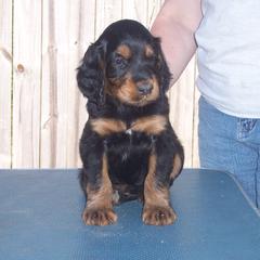 English Setter, Golden Retriever, and Gordon Setter Puppies from Katherine's Gordon Setters, English Setters, and Golden Retrievers