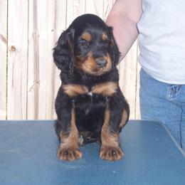 English Setter, Golden Retriever, and Gordon Setter Puppies from Katherine's Gordon Setters, English Setters, and Golden Retrievers