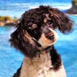 Angel - Poodle
