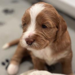 Girl 2 - Cream female Australian Labradoodle puppy in Bend, Oregon from High Desert Labradoodles