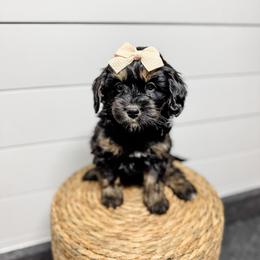 Reagan - female Bernedoodle puppy in Sharpsburg, Georgia from Steindoodles