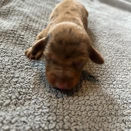 B2 - Dapple male Dachshund puppy in Harpers Ferry, West Virginia from Brandie Kelley