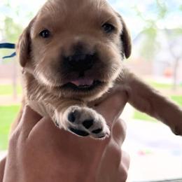Chester-Blue - Golden male Golden Retriever puppy in Cedar City, Utah from RuTess Goldens