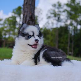 Grace - Black and white female Pomsky puppy in Loxahatchee, Florida from Cardinal Point Pomskies