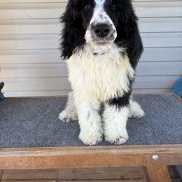 Tony lama - Parti male Poodle puppy in Sharps Chapel, Tennessee from McKenzie's Puppies