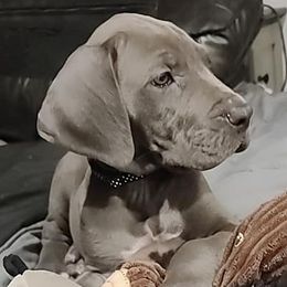Great Danes from Danny's Danes