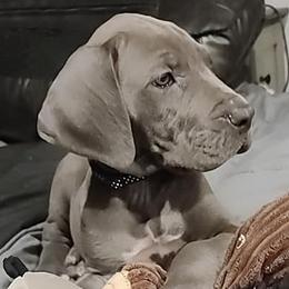 Great Danes from Danny's Danes