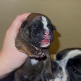 Rorschach's Teddy Bear Love Affair - Fawn male Boxer puppy in Seward, Nebraska from Rorschach Boxers