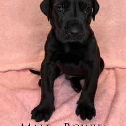 Great Dane Puppies from B3 Kennels