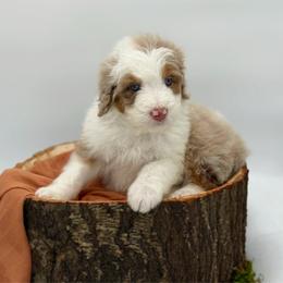 Girl 1 - Red merle female Aussiedoodle puppy in Manteca, California from Silva Ranch Doodles
