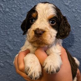 Jaq - Tri-Roan male English Springer Spaniel puppy in Fort White, Florida from Thunderbird Springers