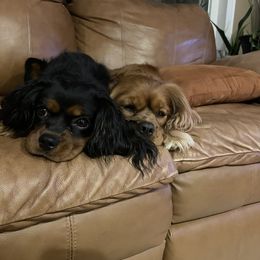 Winnie - Cavalier King Charles Spaniel