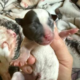 Boy 3 - Blue and white male Chihuahua puppy in Hackleburg, Alabama from Clements Chihuahua