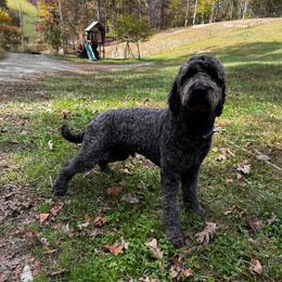 Remi - Goldendoodle