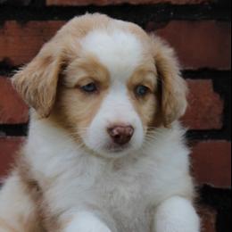 Miniature Australian Shepherd Puppies from Alexander Kennels