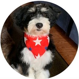 Bash - Bernedoodle