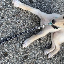 Silken Windhound Puppies from Regalant Silken Windhounds