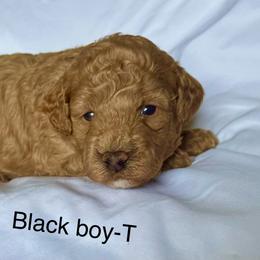 Black collar boy - Red  male Goldendoodle puppy in Vian, Oklahoma from Dog Days Doodles