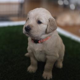 Ms. Orange Lady - Light golden female Golden Retriever puppy in Woodbridge, Virginia from Goldens of Northern Virginia