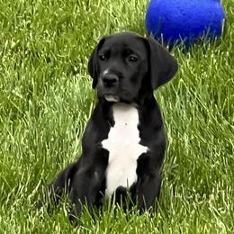 Great Dane Puppies from BkB’s House of Danes