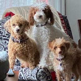 Poodles from Bordertown Poodle and Rescue