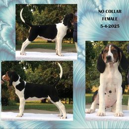 Glamour Girl - Tri-colored female Treeing Walker Coonhound puppy in Vermontville, Michigan from Stackem Up Kennel
