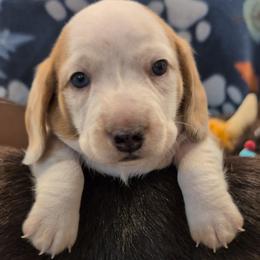 Boy born 1st - Piebald male Dachshund puppy in Palm Coast, Florida from The McWhirt Dachshunds